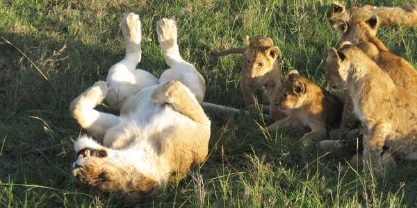 Jako naše kočka, Masai Mara