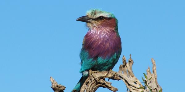 Mandelík, Masai Mara