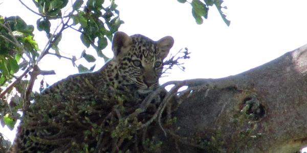 Mládě leoparda, Masai Mara