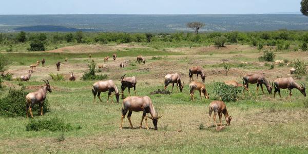 Na pastvě, Masai Mara