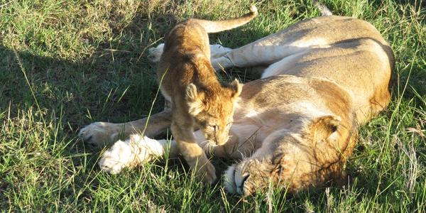 Něha, Masai Mara