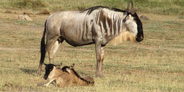 Pakůň s dvojčaty, Amboseli