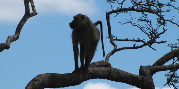 Pavián v Tsavo West