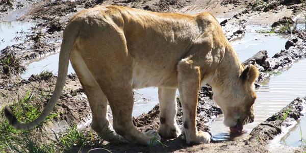 Pijící lvice, Masai Mara