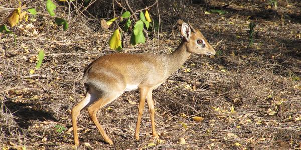 Plachý dik dik, Tsavo West