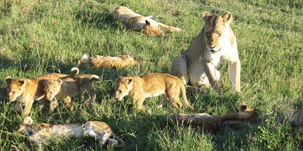Plné ruce práce, Masai Mara