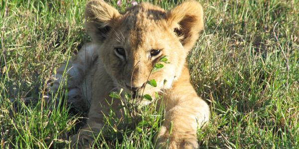 Plyšová hračka, Masai Mara