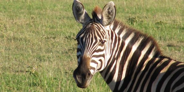 Portrét zebry, Masai Mara