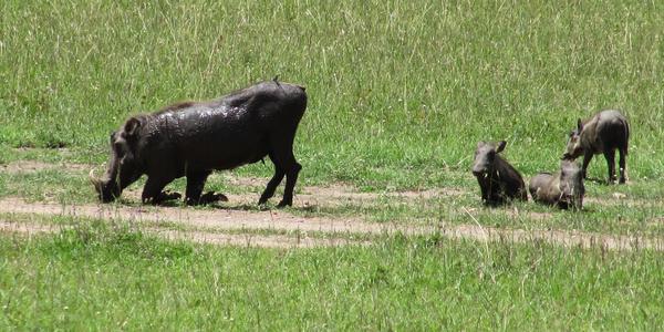 Prase bradavičnaté, Masai Mara