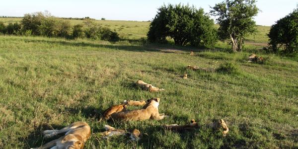 Siesta, Masai Mara