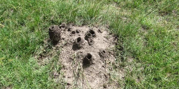 Termitiště v Masai Mara