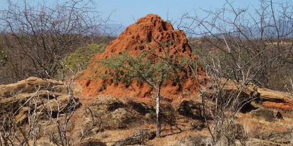 Termitiště v Tsavo West