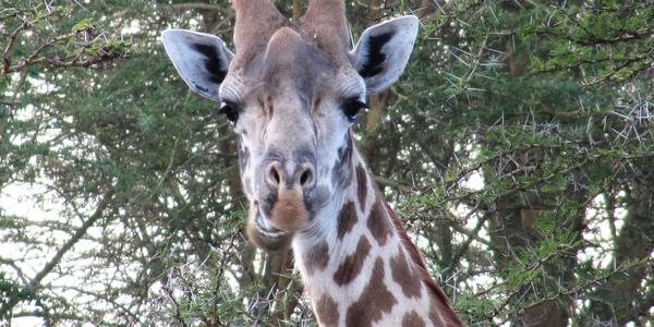 U Sopa Lodge, Naivasha