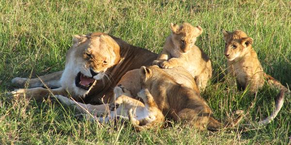 Už nezlobte, Masai Mara