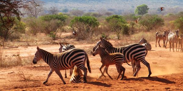 Zebry v Tsavo West