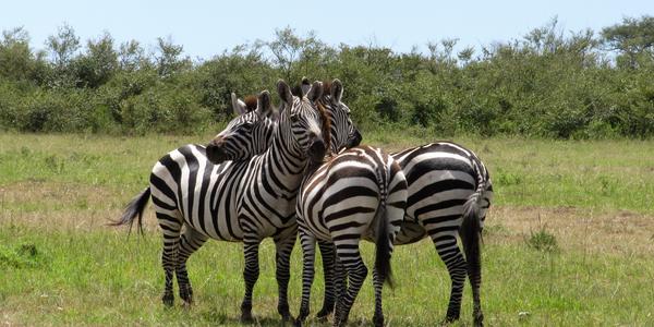 Zebry, Masai Mara