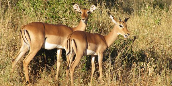 Zvědavé impaly, Tsavo West