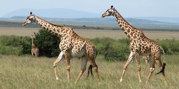Žirafy v Masai Mara