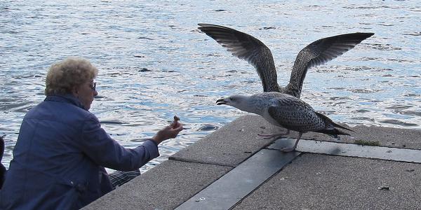 Momentka z přístavu v Oslo