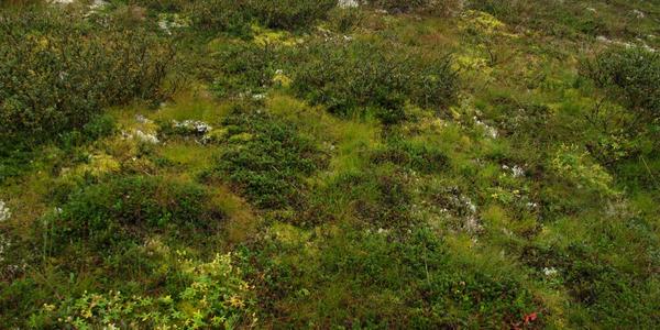 Tundra v pohoří Hemsedal