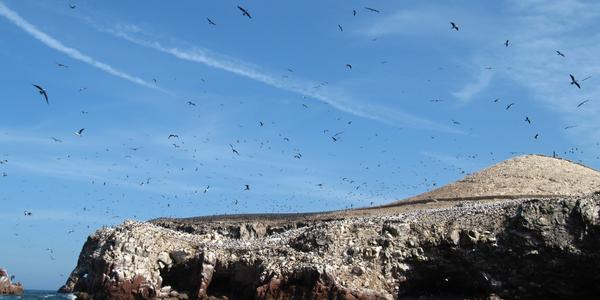 Jurský park, Islas Ballestas