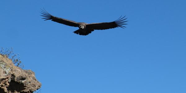 Kondor u Kříže kondorů, kaňon Colca