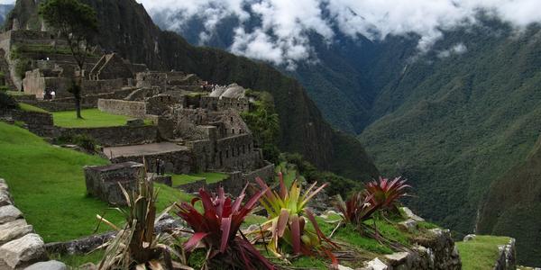 Bromélie na Machu Picchu