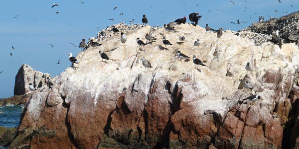 Guáno na Islas Ballestas