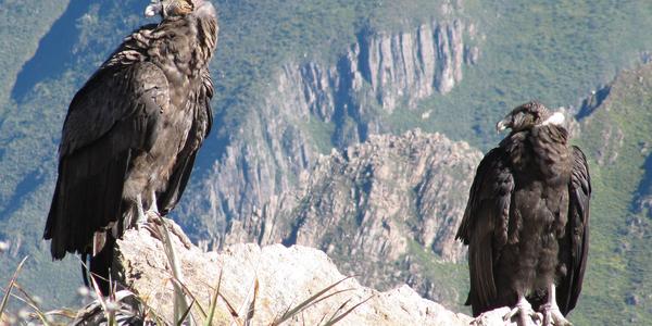 Kondoří mláďata na Cruz del condor