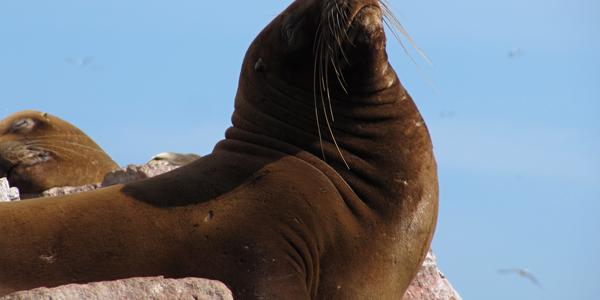 Lachtani na Islas Ballestas