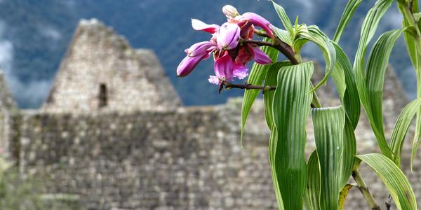 Orchidej rodu Sobralia, Machu Picchu
