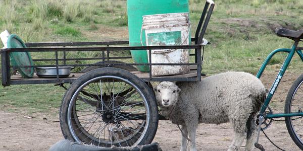 Ovce se snaží schovat..., Sillustani