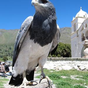Ve vesnici Maca, kaňon Colca