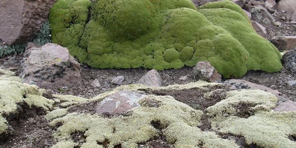 Yaretta, Azorella compacta, Altiplano