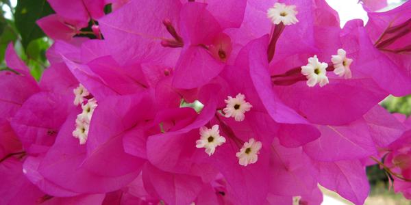 Bouganvillea sp.