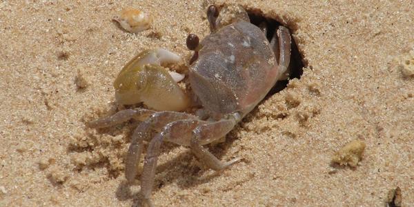 Krab houslista, Phi Phi
