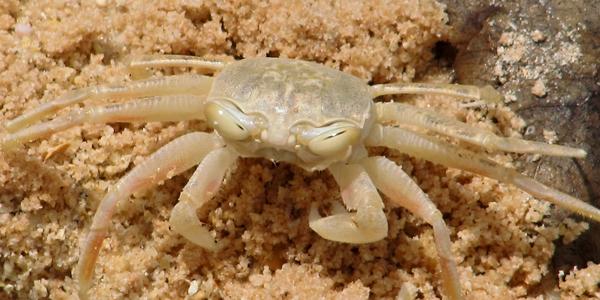 Krab vypadá naštvaně, ale jen ještě nevysunul oči