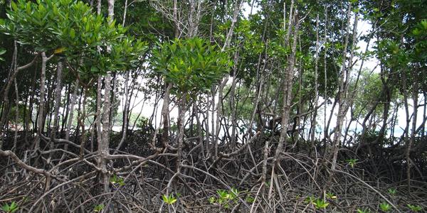 Mangrove, Krabi