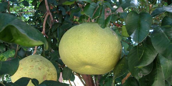 Pomelo, Ko Lanta