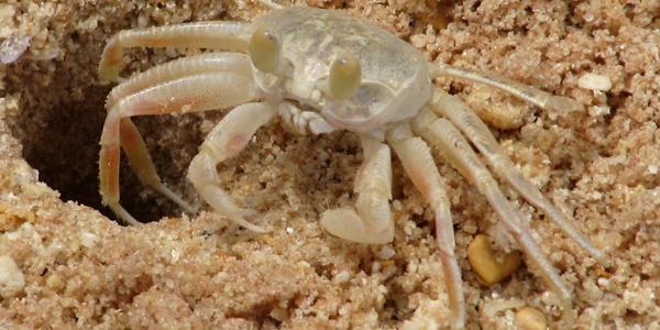 Skleněný krab, Phi Phi