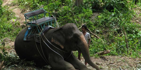 Slon a jeho mahut, Ko Lanta