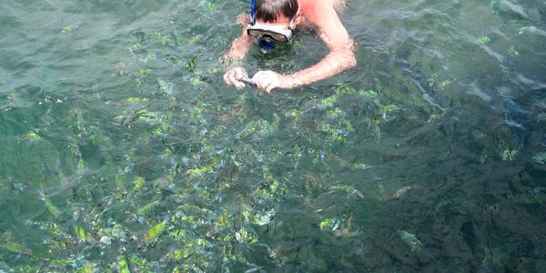 Šnorchlování v rybí polévce, Krabi