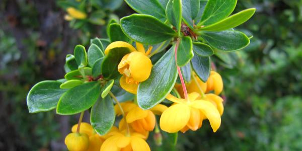 Calafatillo, Berberis empetrifolia, Perito Moreno