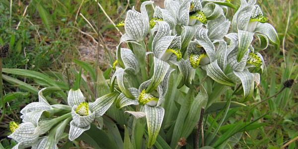 Orquidea porcelana, Chloraea magellanica, Torres del Paine