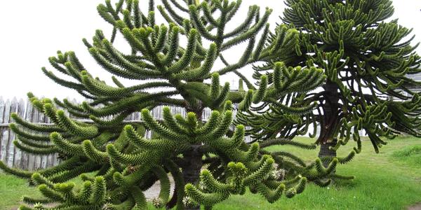 Araucaria araucana, vysazená u pevnosti Bulnes