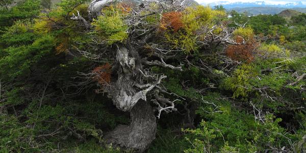 Barevná krajina Torres del Paine
