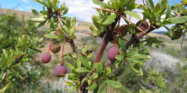 Calafate, Berberis microphylla, který dal městu El Calafate jméno