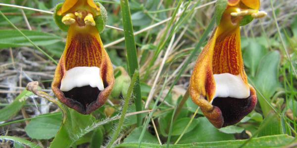 Calceolaria uniflora, NP Torres del Paine