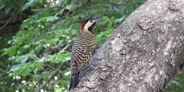 Carpintero bataraz grande, Veniliornis lignarius, Buenos Aires