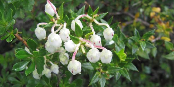Chaura, Gaultheria mucronata, Cueva de Milodon
